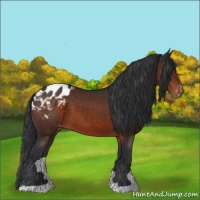 Horse Color:Brown Appaloosa