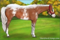 Horse Color:White Spotted Silver Bay Splash 