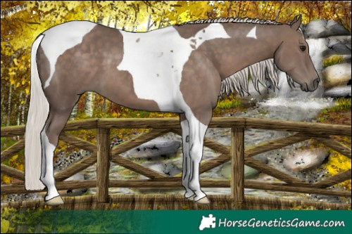 Horse Color:Silver Black Tobiano 