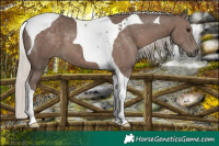 Horse Color:Silver Black Tobiano