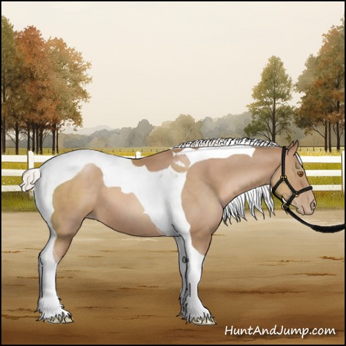 Horse Color:Silver Black Pearl Sabino Tobiano 