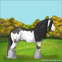 Horse Color:Grullo Sabino Splash and Grullo Sabino Splash