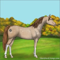Horse Color:Red Dun 