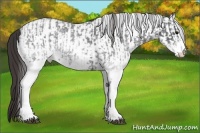 Horse Color:White Spotted Blue Roan Rabicano  and White Spotted Smoky Blue Roan Rabicano 