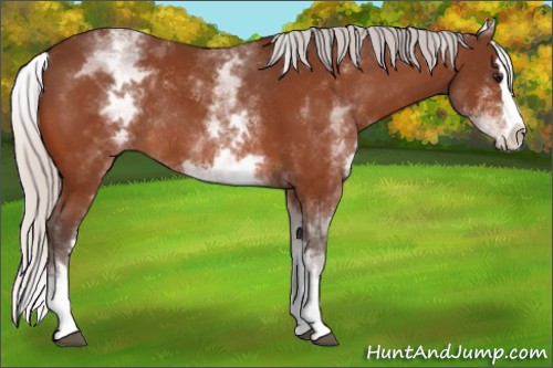 Horse Color:White Spotted Silver Bay Splash Rabicano 