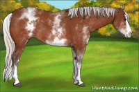 Horse Color:White Spotted Silver Bay Splash Rabicano