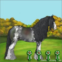 Horse Color:White Spotted Black Chinchilla 