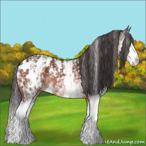 Horse Color:White Spotted Brown Splash Appaloosa 