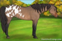 Horse Color:Brown Dun Appaloosa 