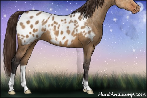 Horse Color:Buckskin Dun Appaloosa 