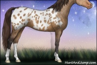 Horse Color:Buckskin Dun Appaloosa 