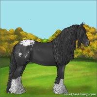Horse Color:Black Appaloosa 