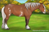 Horse Color:White Spotted Silver Bay Splash 