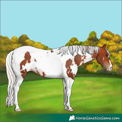 Horse Color:White Spotted Silver Bay Tobiano Varnish 