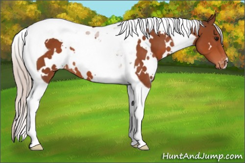 Horse Color:White Spotted Silver Bay Tobiano Appaloosa 