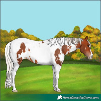 Horse Color:White Spotted Silver Bay Tobiano Appaloosa