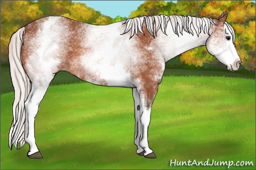 Horse Color:White Spotted Silver Bay Splash 