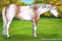 Horse Color:White Spotted Silver Bay Splash 