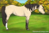 Horse Color:Buckskin Dun 