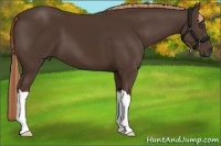 Horse Color:Liver Chestnut 
