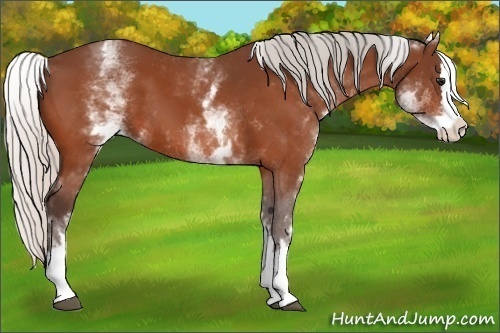 Horse Color:White Spotted Silver Bay Splash 