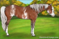 Horse Color:White Spotted Silver Bay Splash 