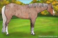 Horse Color:White Spotted Silver Bay Roan Splash 