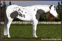 Horse Color:Smoky Black Splash Tobiano