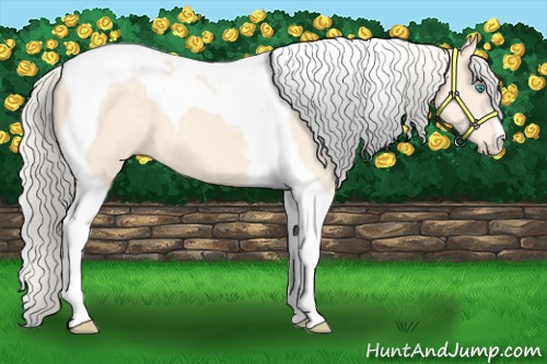 Horse Color:Cremello Tobiano