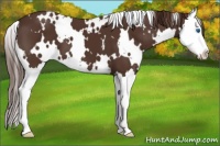 Horse Color:White Spotted Liver Chestnut Splash