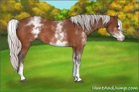 Horse Color:White Spotted Silver Bay Splash 