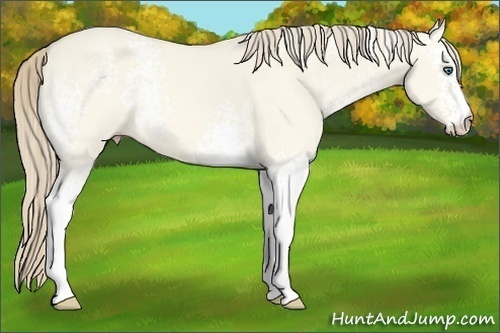Horse Color:White Spotted Perlino Dun