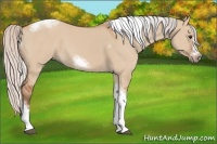 Horse Color:Silver Bay Dun Sabino Tobiano Frame Rabicano 