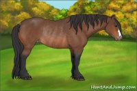 Horse Color:Bay Varnish Rabicano 