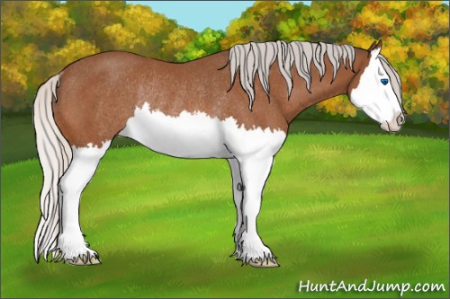Horse Color:Silver Bay Splash Rabicano