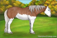 Horse Color:Silver Bay Splash Rabicano 
