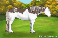 Horse Color:Silver Black Splash Varnish 