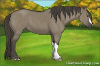 Horse Color:Smoky Grullo