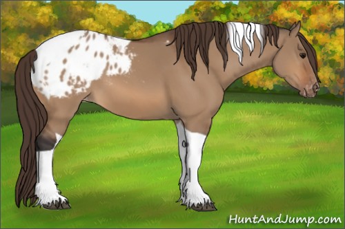 Horse Color:Bay Dun Tobiano Blanket