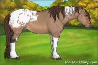 Horse Color:Bay Dun Tobiano Blanket