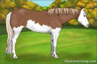 Horse Color:Chestnut Splash 