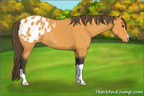 Horse Color:Buckskin Varnish 