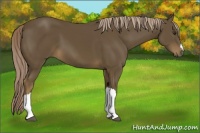 Horse Color:Chocolate Palomino 