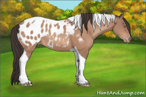 Horse Color:Sable Champagne Tobiano Appaloosa 