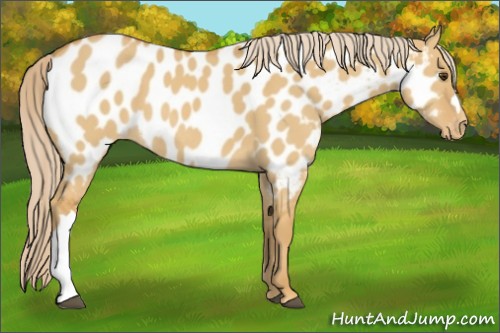 Horse Color:Palomino Dun Near Leopard 