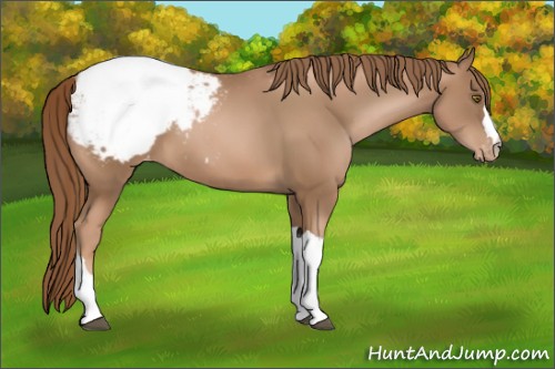 Horse Color:Liver Chestnut Pearl Appaloosa 