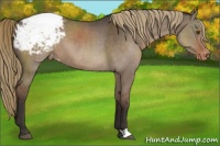 Horse Color:Liver Red Dun Snowcap 
