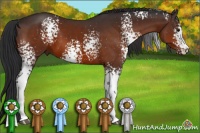 Horse Color:White Spotted Brown Sabino 