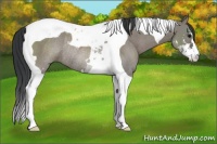 Horse Color:Grullo Sabino Tobiano Rabicano 