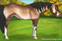 Horse Color:Bay Onyx 